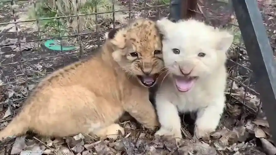 小狮子呲牙吓退众人,饲养员一把抱起:你妈都不敢向我呲牙