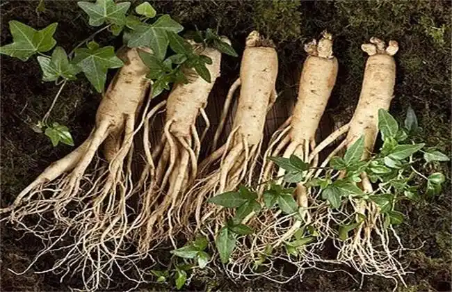 西洋参种植的注意事项