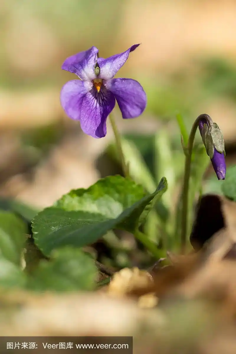 木紫罗兰(viola odorata)或甜紫罗兰,英国紫罗兰,原产于欧洲的普通或