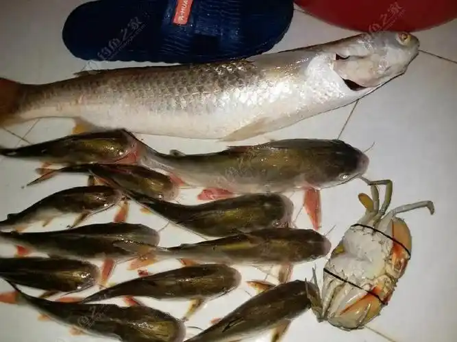 清一色暗丁 - 钓鱼之家