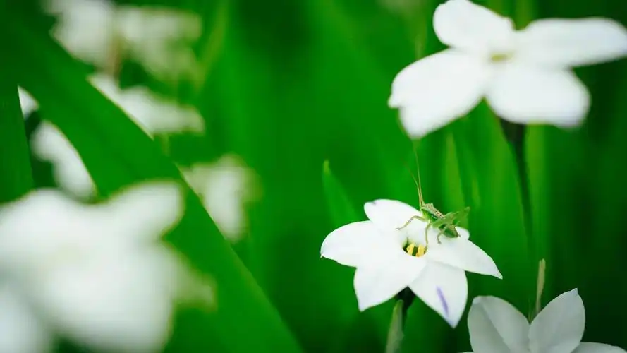 10m上传时间:2020-06-16壁纸标签:护眼4k壁纸封面图护眼壁纸【297】