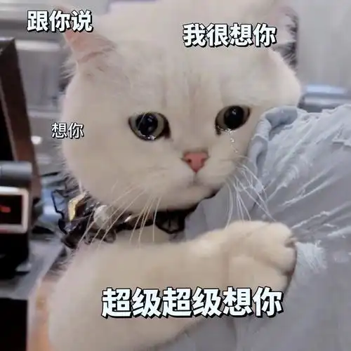 超级可爱的猫咪文字表情包 - 知乎