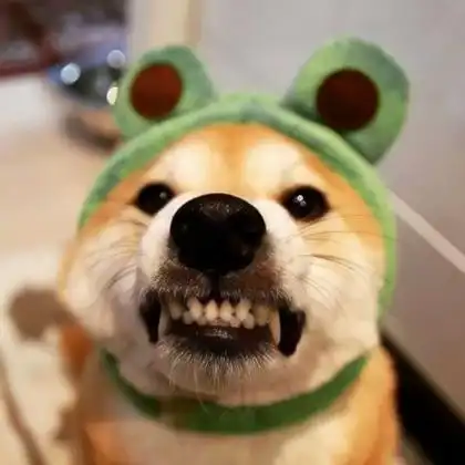 头像图片2022最火爆狗 高清可爱的狗狗头像图片大全2022_动物头像