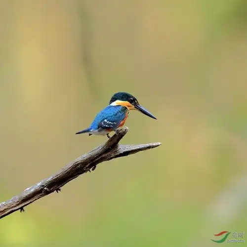 你见过世界上最小的翠鸟吗