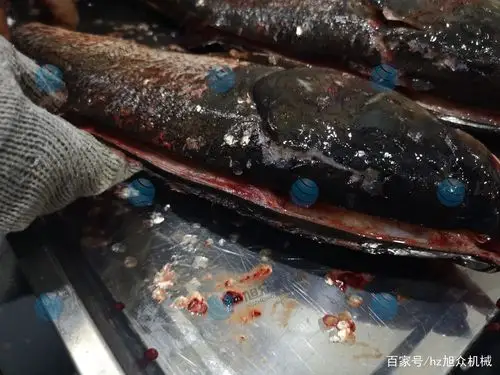 杀鱼- 热门商品专区