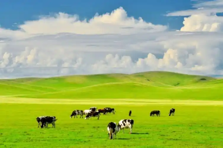 (风光类)绿色湖泊金三角 草原美景诺干湖