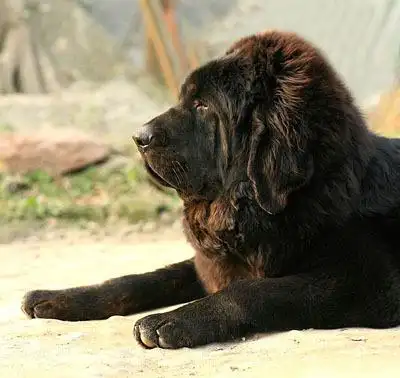 供应 纯种 纯血藏獒低价批发 极品宠物狗 品种齐全