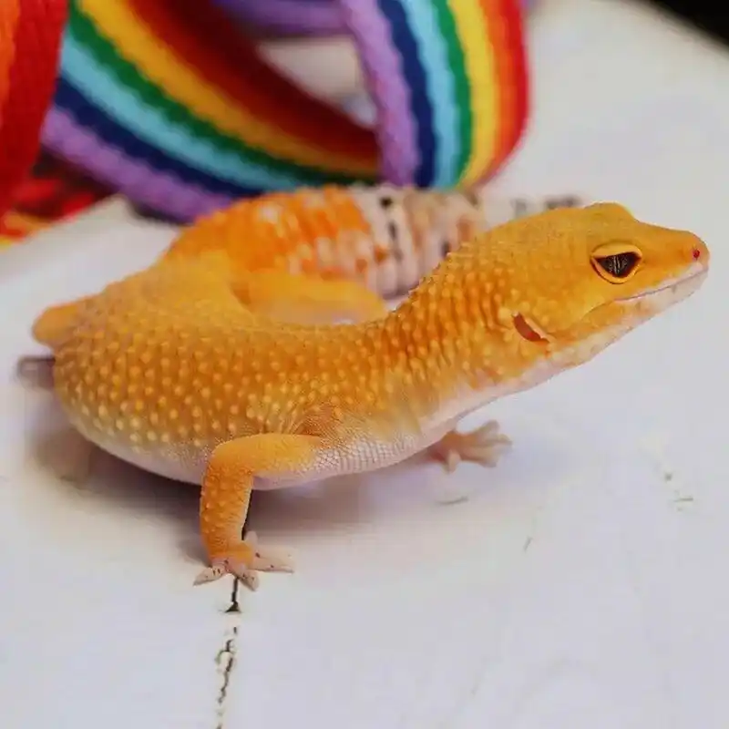 可爱豹纹守宫成体幼体易养不咬人小蜥蜴   豹纹守宫  爬宠另类