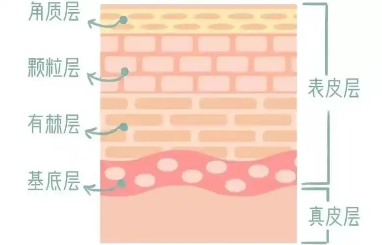 皮肤的结构