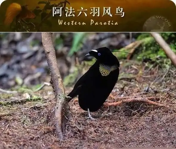 为什么说阿法六线风鸟求偶最难?看看它求偶的过程就明白了