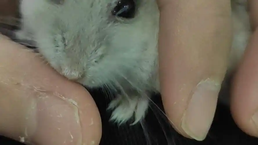 仓鼠眼睛里有白色的东西怎么办_哔哩哔哩_bilibili