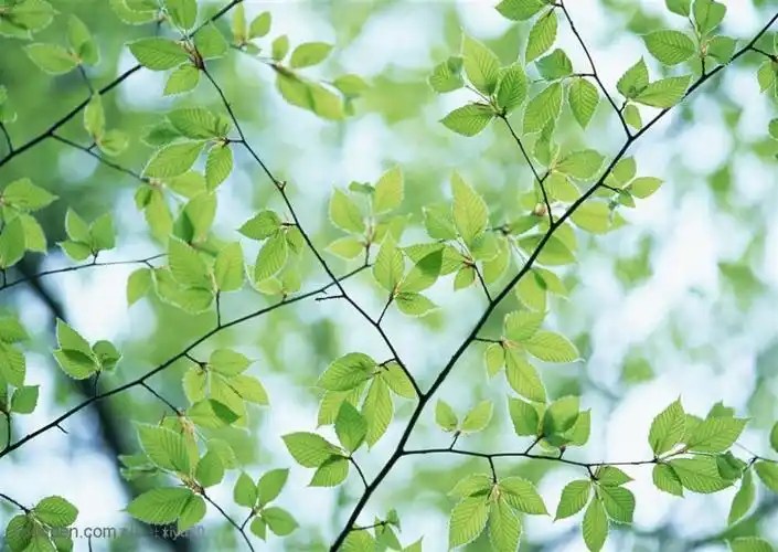 树林风景漂亮的树叶摄影背景桌面壁纸图片素材