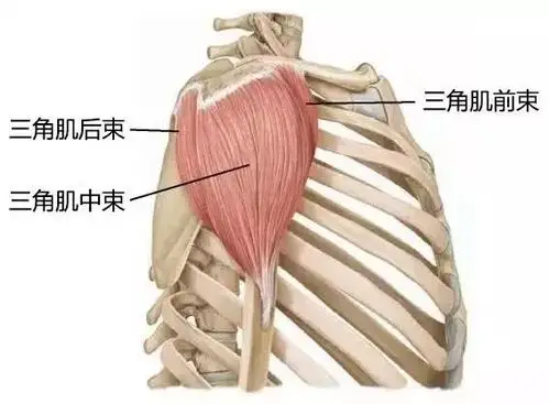 肩膀的主要肌群是三角肌,三角肌由前,中,后三束组成.