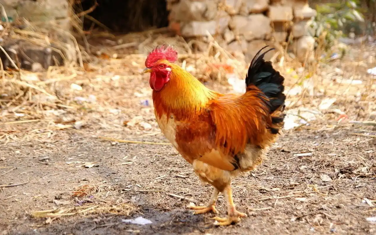 英勇顽强的公鸡桌面壁纸下载(一)高清大图预览1920x1200_动物壁纸下载