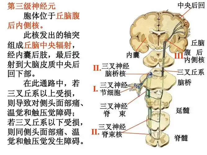 感觉传导通路ppt