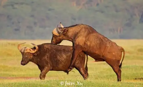 揭秘为了繁衍后代 动物的激情交配揭秘为了繁衍后代 动物的激情交配