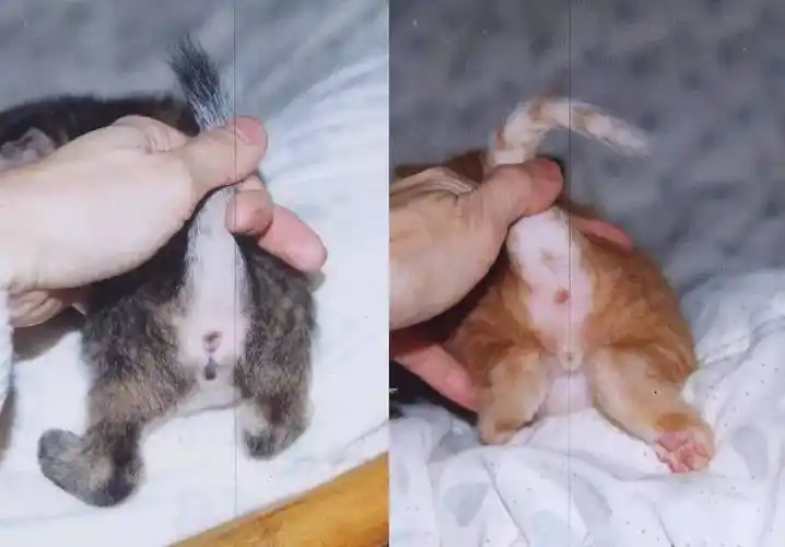 如何分辨公猫母猫