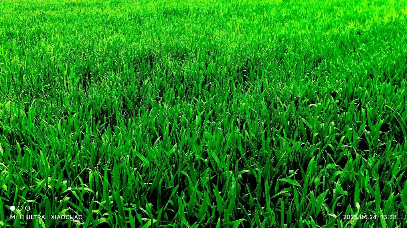 随拍麦苗青青.#绿油油的麦田 #一份耕耘一份收获 #抽穗麦苗 - 抖音