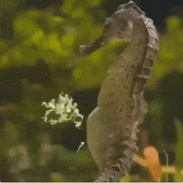 搞笑动态趣图gif:懒人大发明 花瓣裙