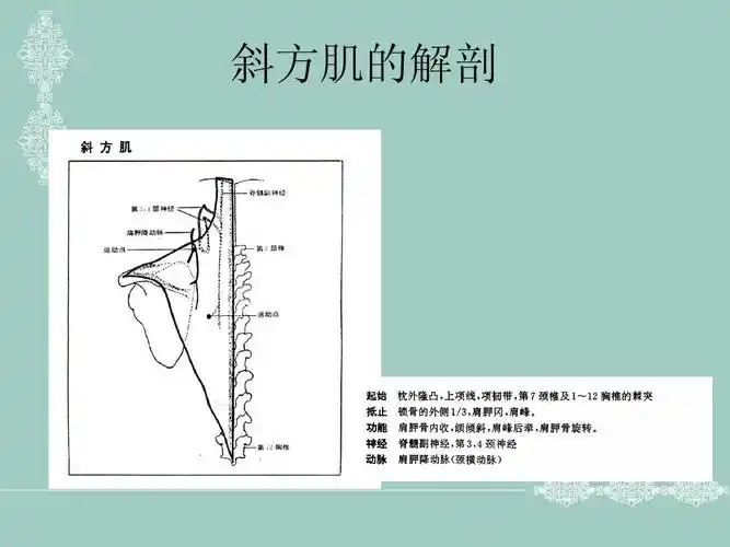 肌筋膜激痛点治疗----斜方肌