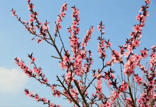 桃花盛开春满园