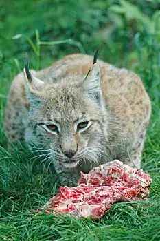 欧洲猞猁,猞猁,雪,冬日树林,禁猎区,巴伐利亚森林,德国卡通,美国山猫