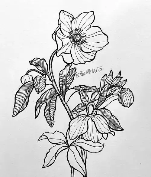 零基础线描花卉教程,锻炼线条能力,果断收藏! - 元艺考