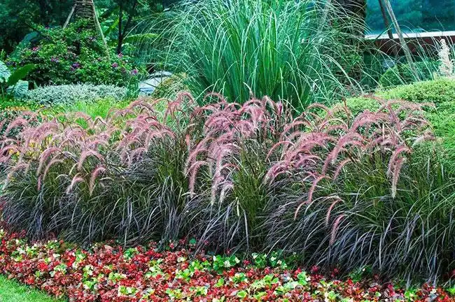 常见的观赏草有哪些观赏草的种类和特点