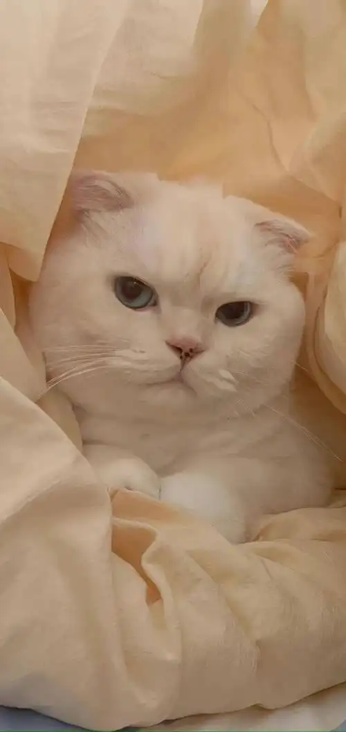 壁纸 动物 猫 猫咪 小猫 桌面 690_1457 竖版 竖屏 手机