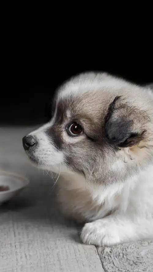 可爱的小狗,地板,背景虚化 iphone 壁纸