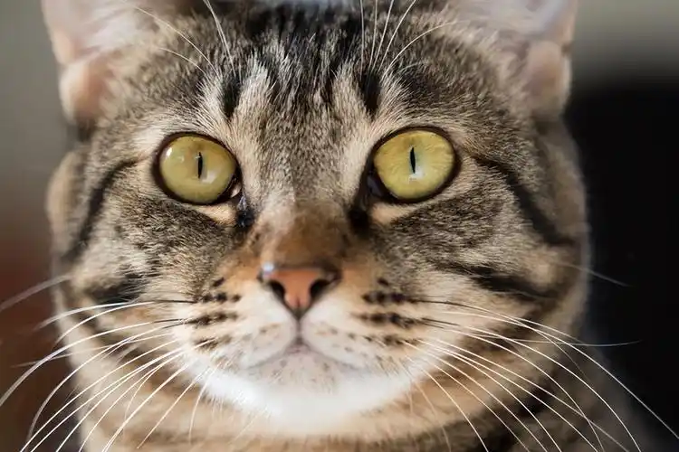 公猫脸大横长,鼻子宽粗,母猫脸小扁平,鼻子窄细.