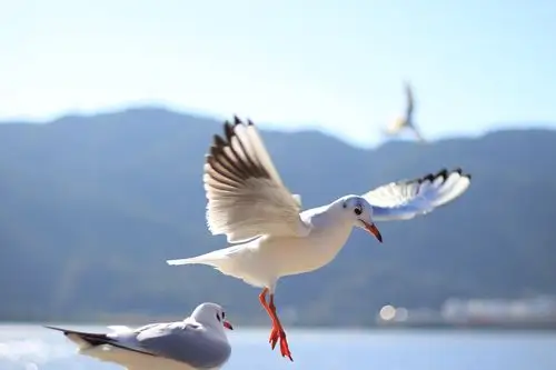 海鸥|摄影|宠物摄影|吴赟wly - 原创作品 - 站酷 (zcool)