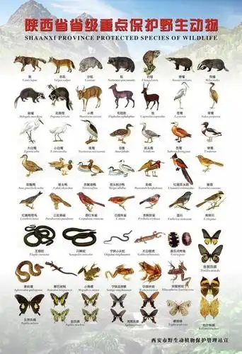 保护秦岭 | 维护生物多样性 保护秦岭大家园