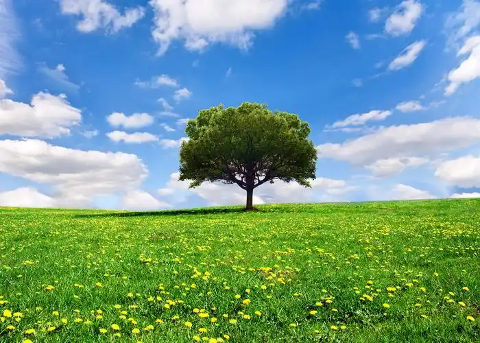 自然风景春天蓝天白云一望无际广阔的草地上的一棵树风景图312植树节