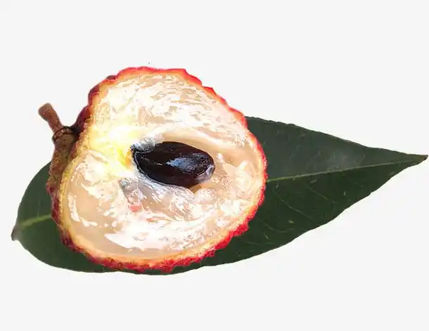 半个桂味荔枝免抠png