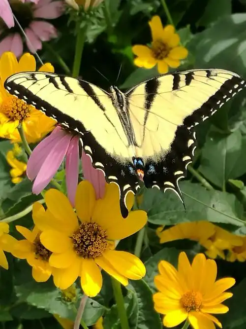 花丛中黄色的大蝴蝶,黄色的翅膀上点着橙色,蓝色透明小圆点,薄如纱的