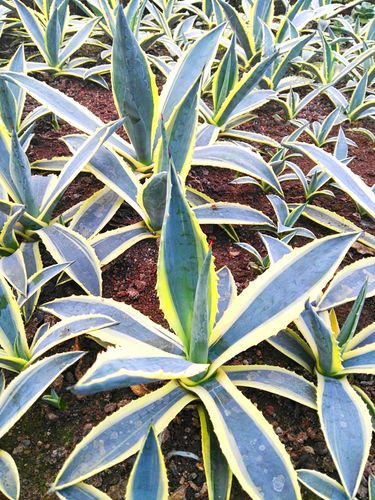 金边莲植物可金边兰带刺金边兰龙舌兰苗金边龙舌兰叶片 车前草 车前草