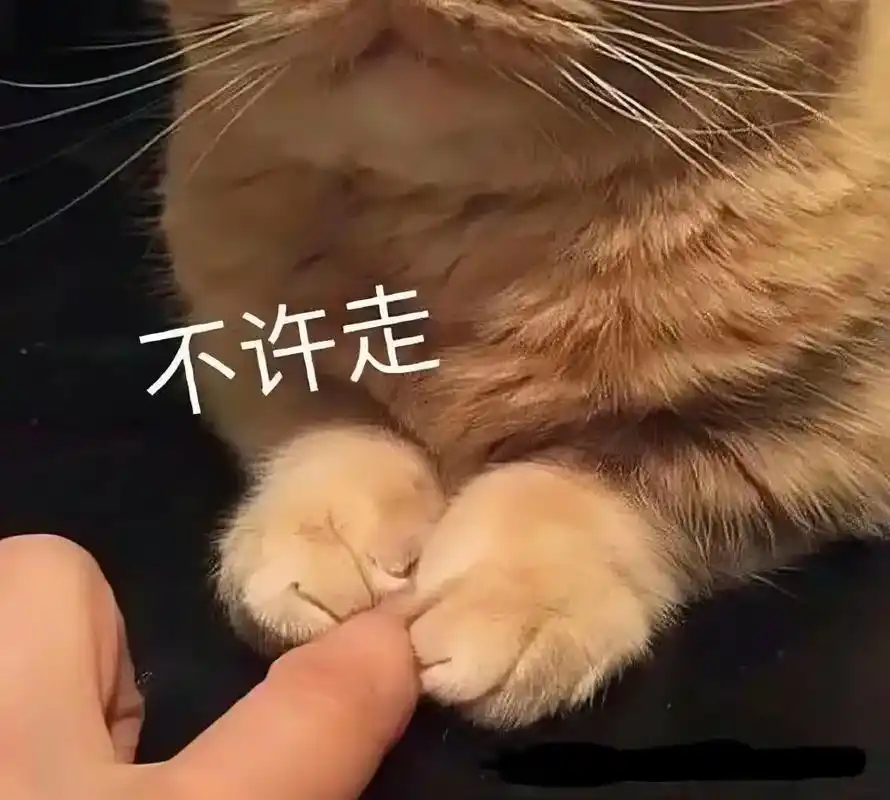 恋爱聊天撒娇卖萌we chat猫咪表情包#猫咪表情包 #表情 - 抖音