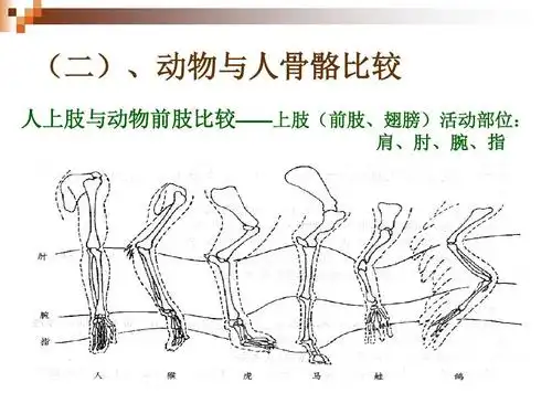 运动规律-兽类(四足动物)的运动ppt