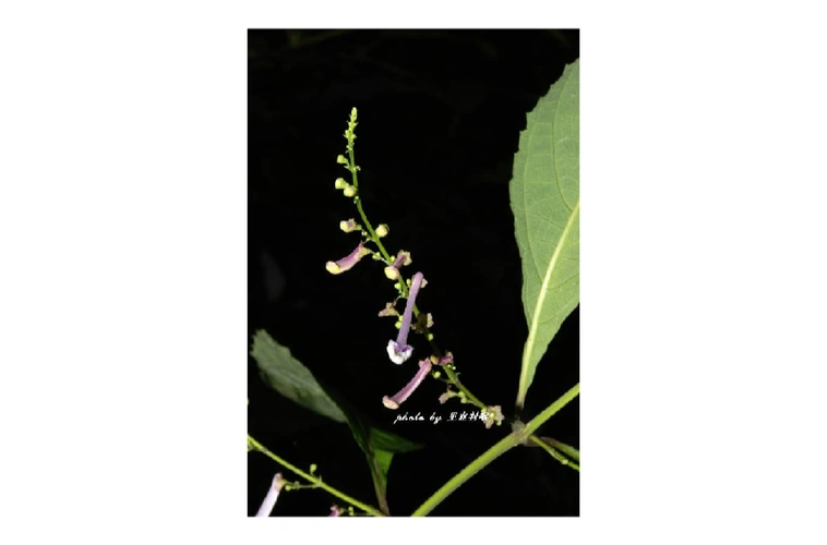 p> b>毛萼香茶菜 /b>(学名: b> i>rabdosia eriocalyx /i> /b>),为