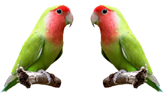 335_191gif 动态图 动图