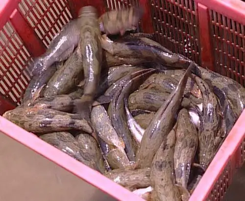 笋壳鱼-贵州娃娃鱼*贵阳四海水产商行 产品展示(贵阳海产,贵阳海产品,