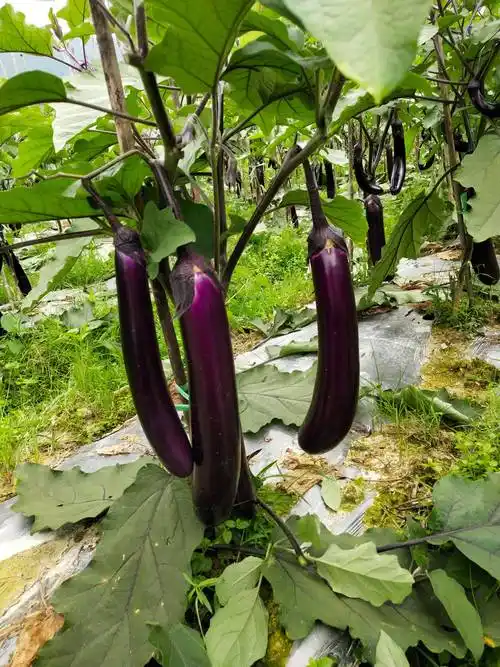 夏龙紫长茄是汕头市金韩种业有限公司育成的品种.