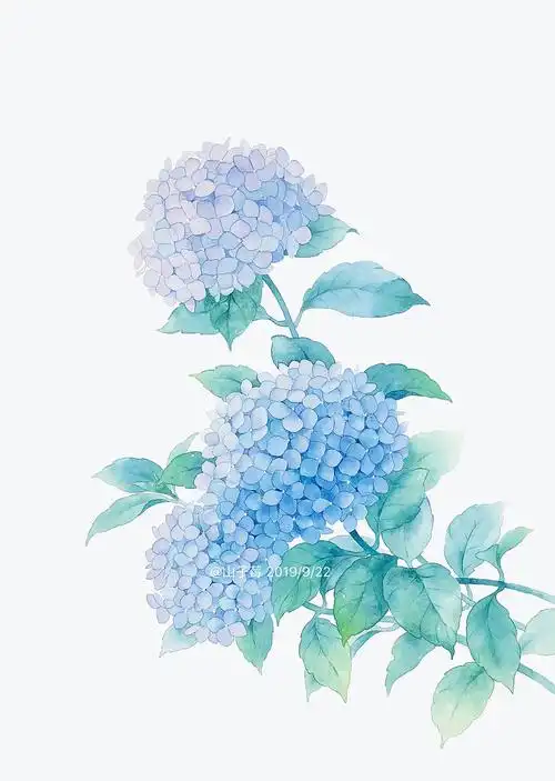 水彩手绘 绣球花