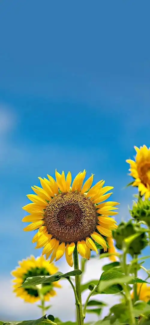 壁纸|头像|背景图##壁纸##手机壁纸##简易