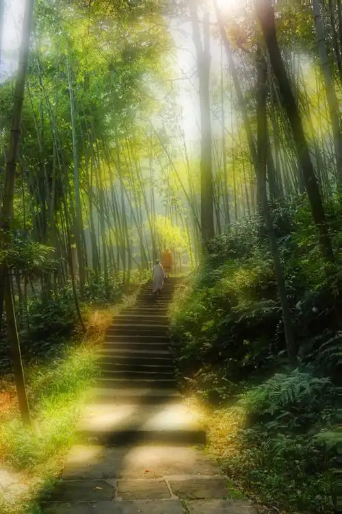 清晨的阳光 穿过竹林 透过云雾 来到你我面前