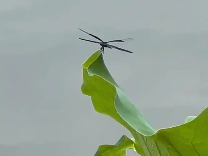 湖畔寻踪,荷叶蜻蜓#夏季的莲花塘,一只蓝黑色系的小蜻蜓停在荷叶边缘