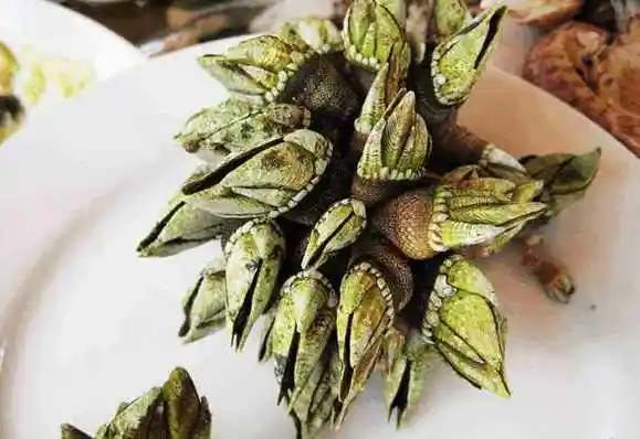 它叫"观音手", 调阳补虚,疏肝理气, 现在有钱也买不到