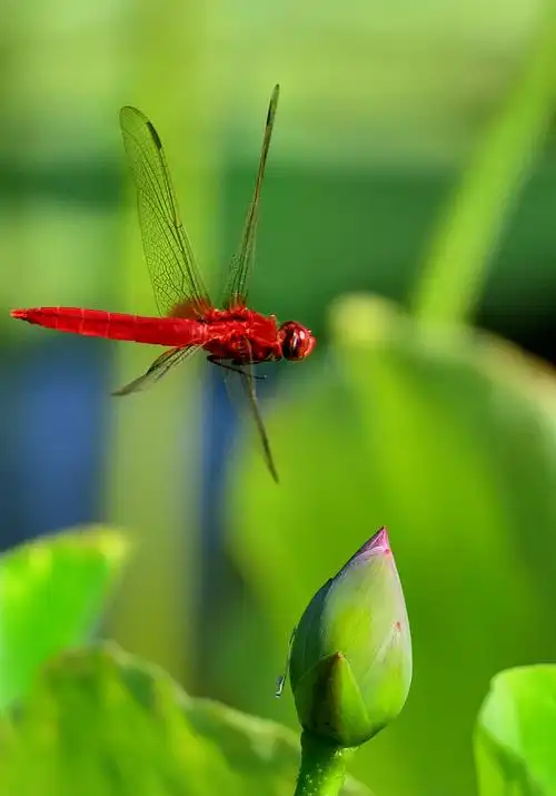 2019年京城夏季之蜻蜓篇
