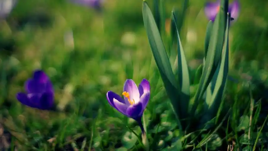 绿色植物微距摄影高清图片桌面壁纸